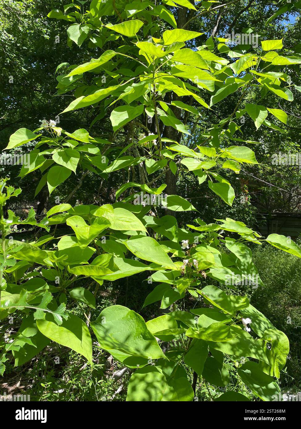 southern catalpa (Catalpa bignonioides), Plantae, Moffat Rd, Temple, TX ...