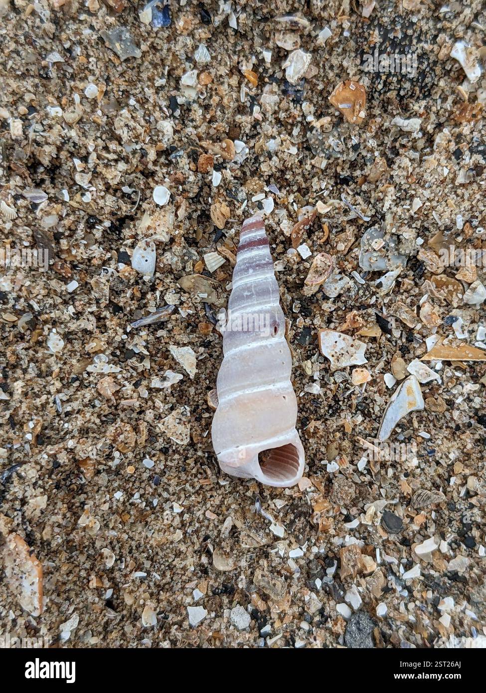 Common tower shell hi-res stock photography and images - Alamy