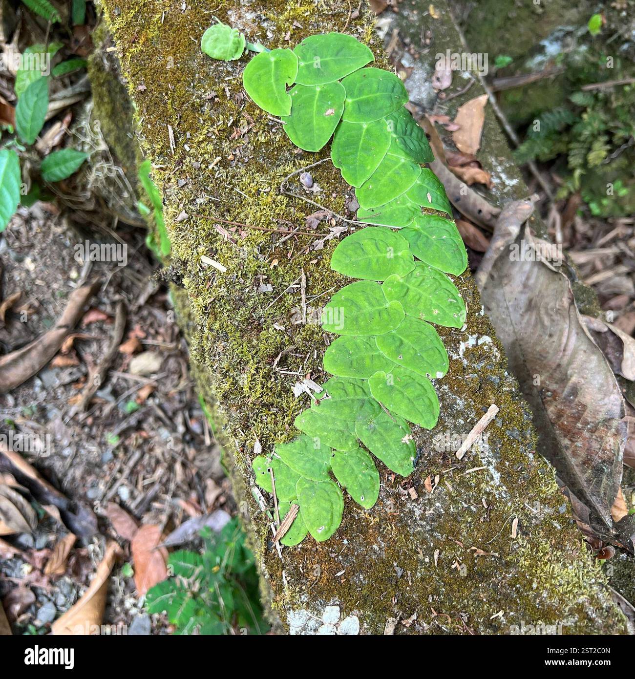 Monstera dubia hi-res stock photography and images - Alamy