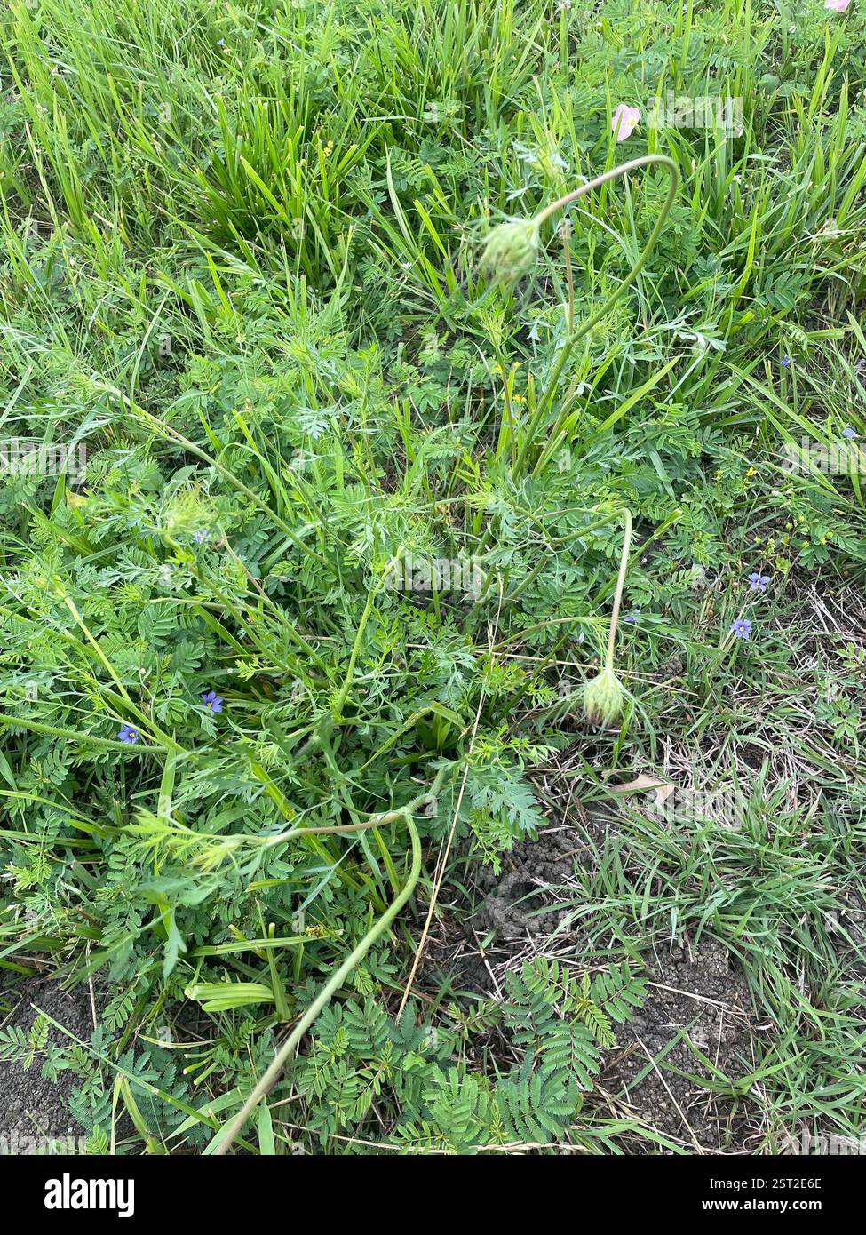 Wild Carrot Daucus Carota Plantae Canyon Ridge Dr Rockwall TX US wild-carrot-daucus-carota-plantae-canyon-ridge-dr-rockwall-tx-us