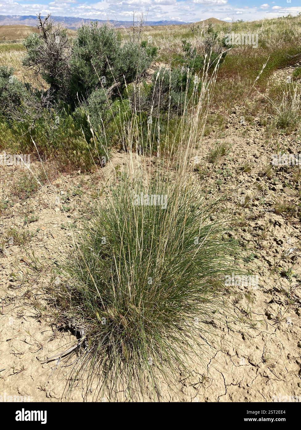 Psathyrostachys juncea hi-res stock photography and images - Alamy