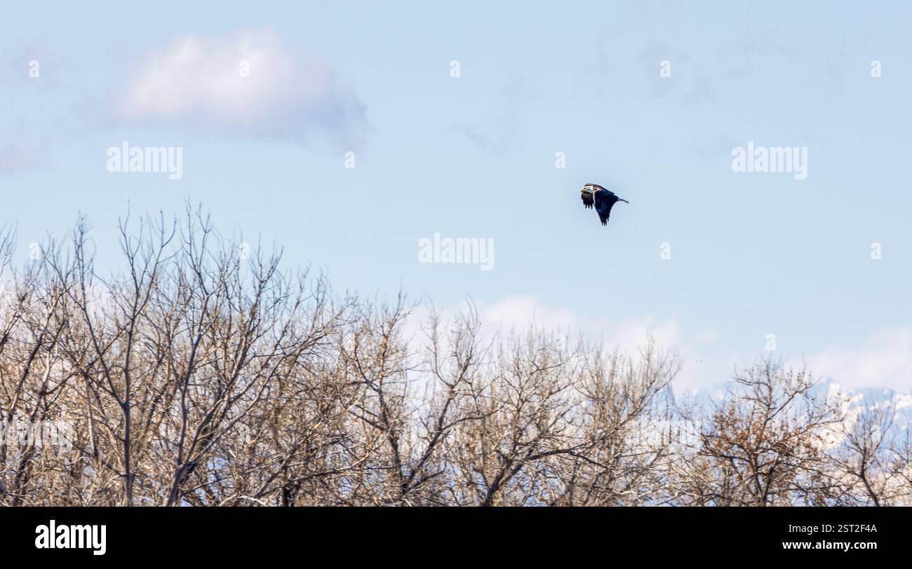 Bald Eagles at Rocky Mountain Arsenal National Wildlife Refuge ...