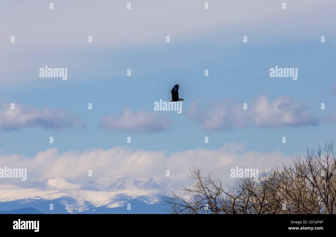 Bald Eagles at Rocky Mountain Arsenal National Wildlife Refuge ...