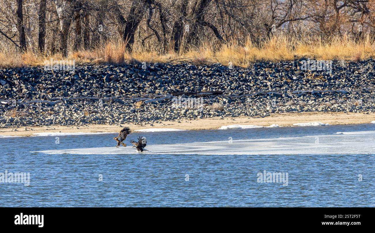 Bald Eagles at Rocky Mountain Arsenal National Wildlife Refuge ...