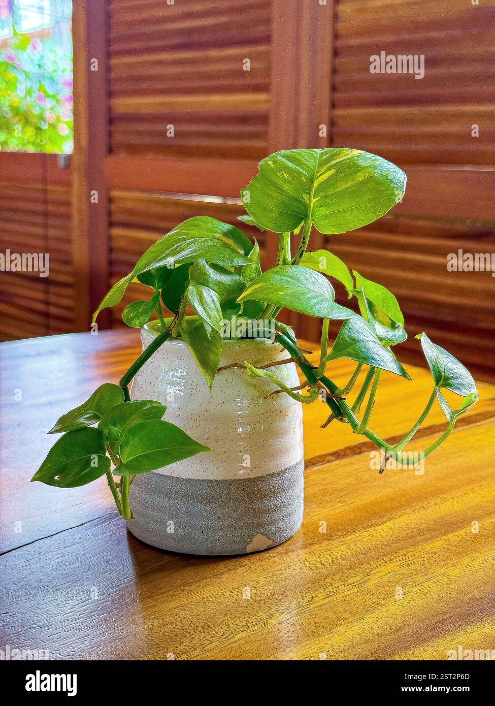 Green Potted Plant on a Wooden Table A small pothos plant in a ceramic and concrete pot placed on a wooden table. - Smartphone Captured Stock Image