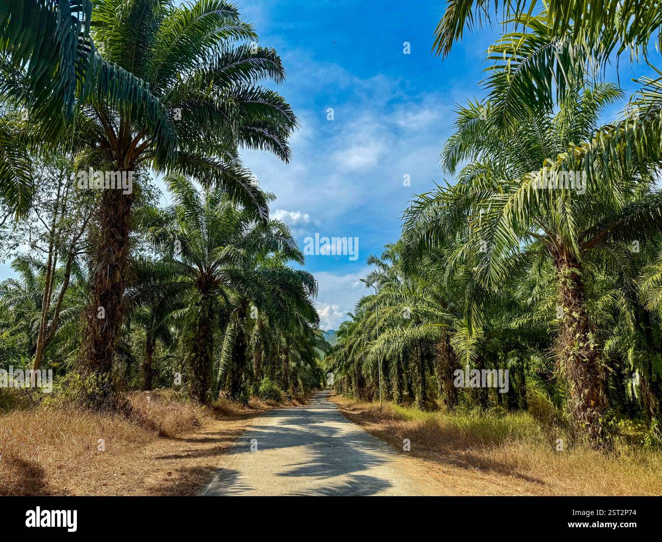 Scenic Road Lined with Tall Palm Trees Under a Blue Sky A winding road passing through a plantation of towering palm trees, forming a natural green - Smartphone Captured Stock Image