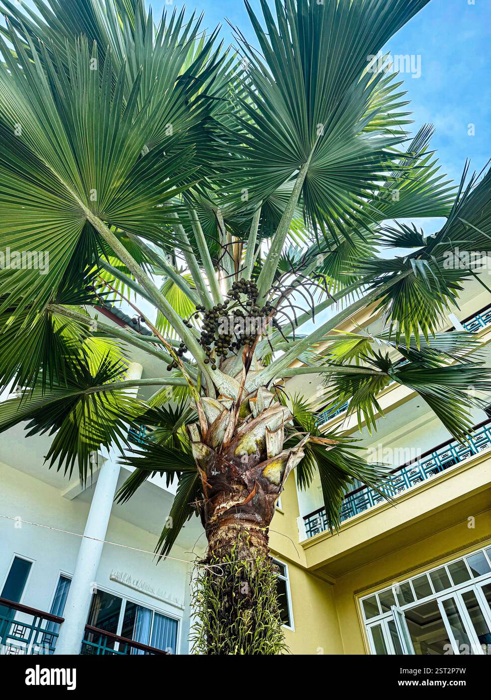 Majestic Palm Tree with Brown Fruit Clusters A towering palm tree with large fan-shaped leaves, featuring several clusters of brown fruits - Smartphone Captured Stock Image