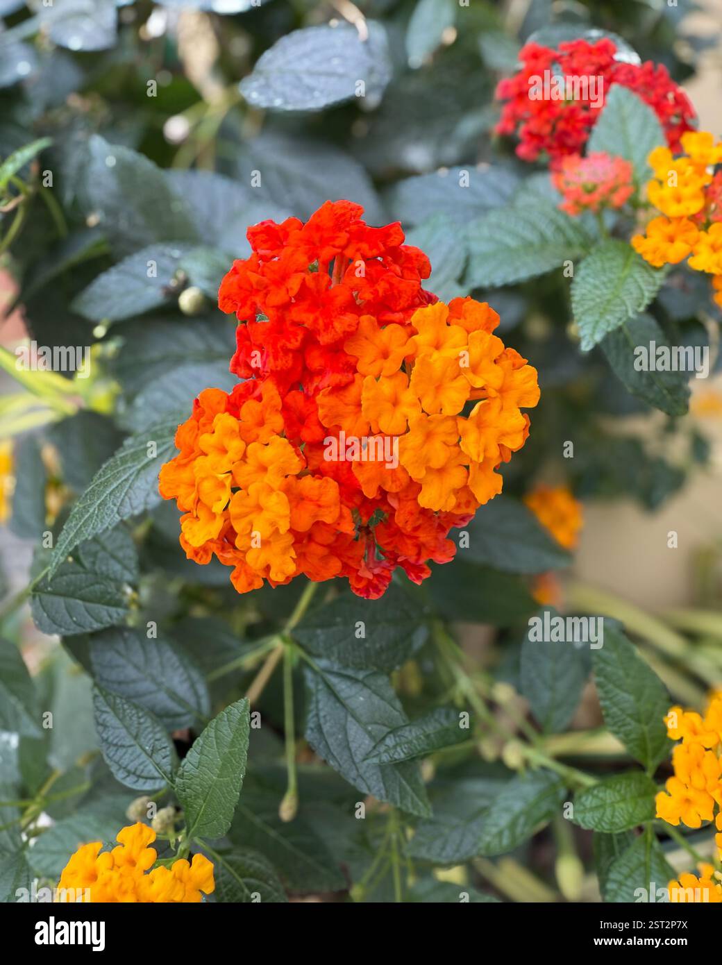 Color Explosion – Lantana Camara Macro A captivating photograph highlighting the bright orange and vivid red blossoms of Lantana Camara in the foregro - Smartphone Captured Stock Image