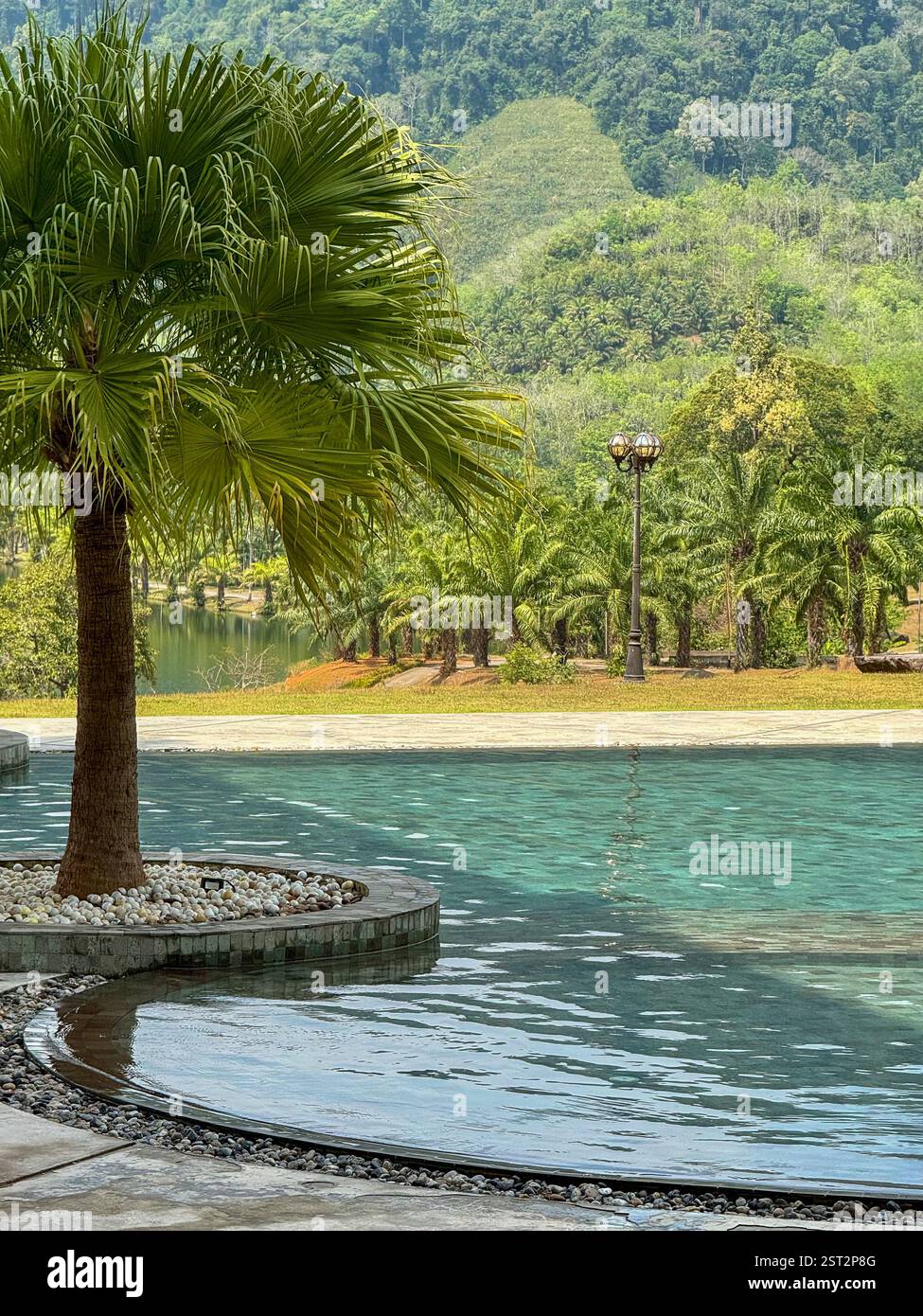 Infinity pool with a view of a tropical landscape An infinity pool surrounded by tropical greenery, featuring a palm tree in the foreground and an ope - Smartphone Captured Stock Image