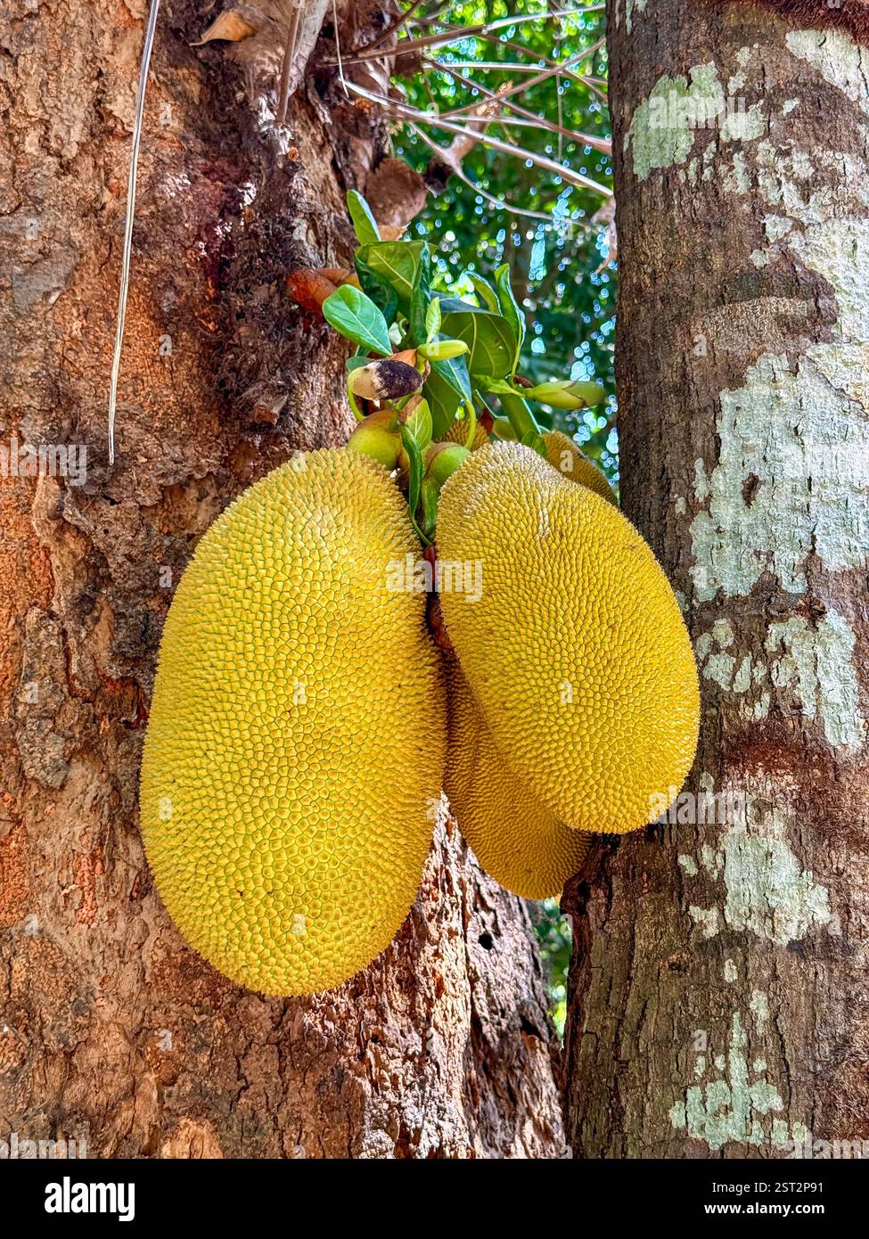 Jackfruits Hanging from a Tree Large jackfruits with a textured yellow rind hanging from the trunk of a tree in a tropical forest. The green leaves an - Smartphone Captured Stock Image