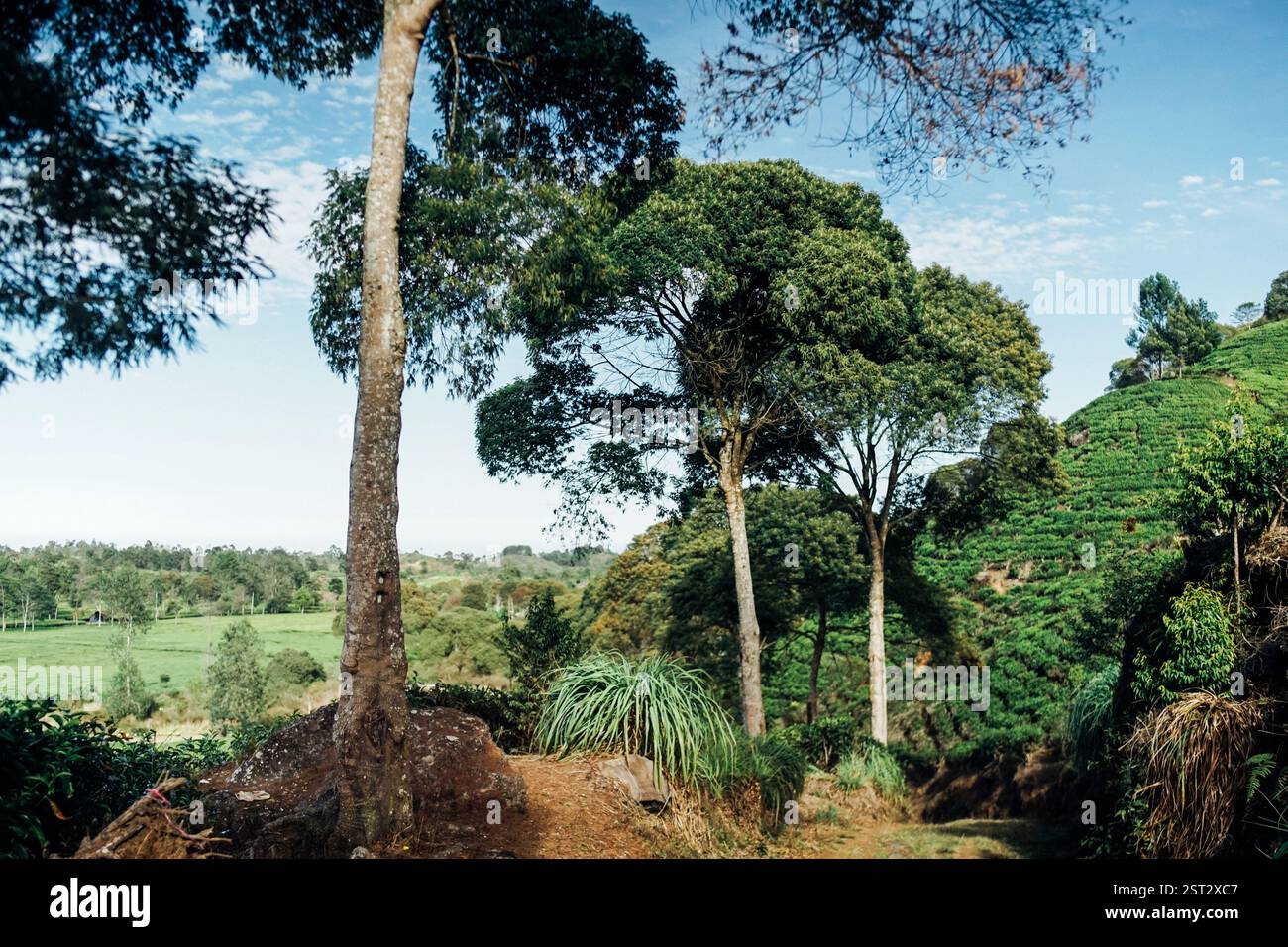 composition of tall trees in tea plantation Stock Photo - Alamy