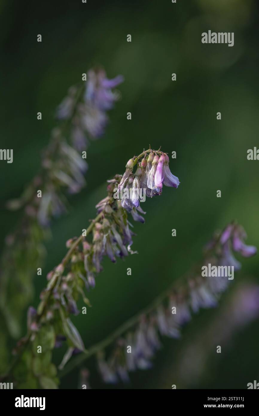 Vetch Alaska Sun shining on top of Bird vetch against green background on a summer ...