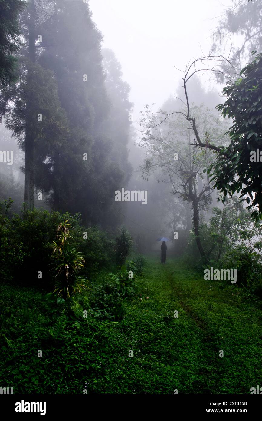 A lonely walk in the foggy pine tree forest Stock Photo - Alamy