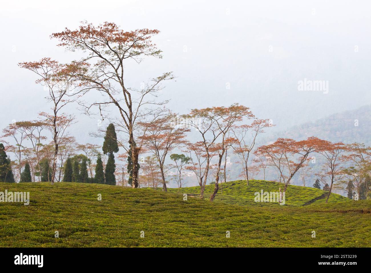 Colorful Tea Land Darjeeling tea garden west hi-res stock photography and images - Alamy
