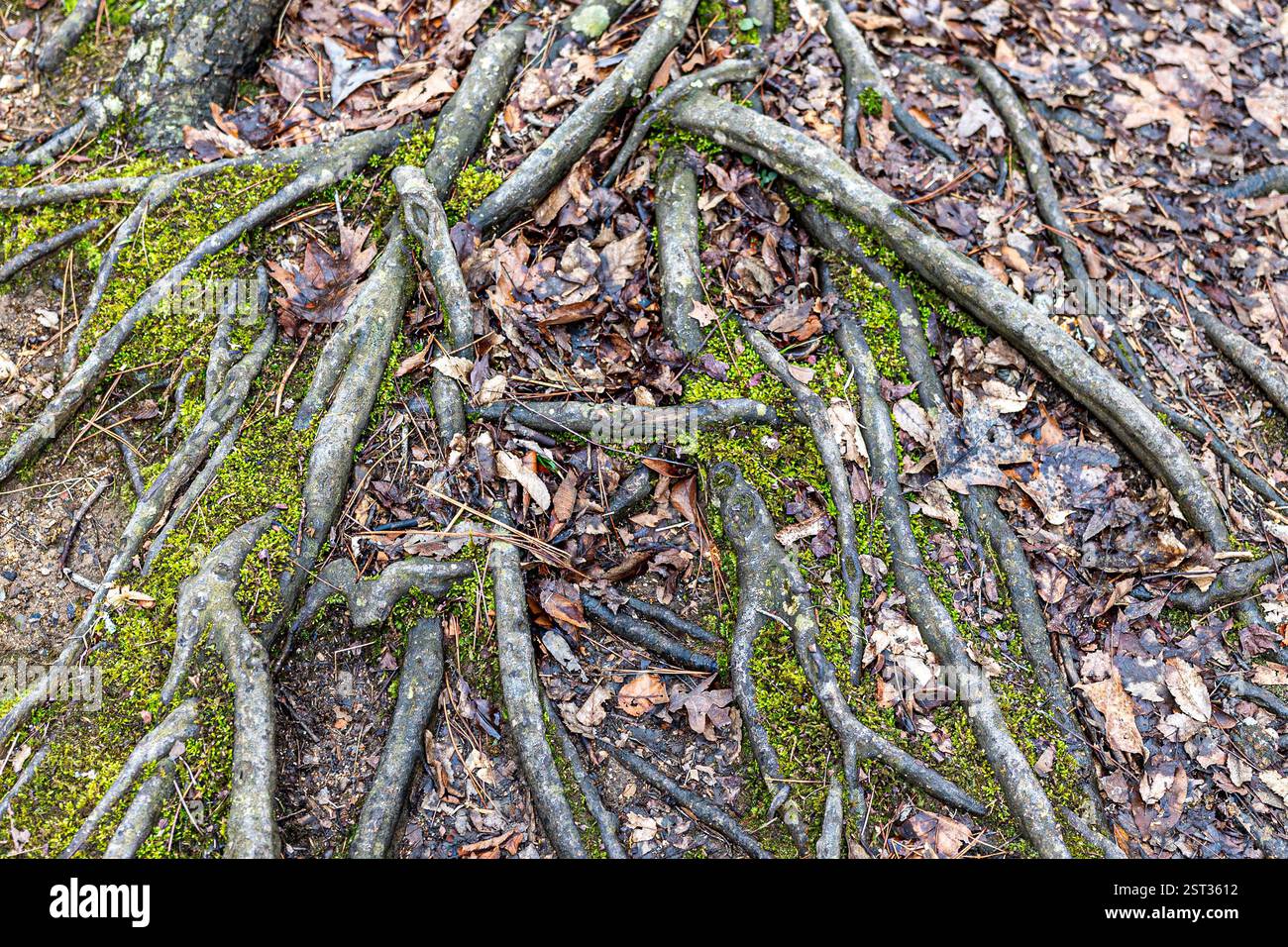 Tree roots for backgrounds from Lake Catherine State Park in Arkansas ...