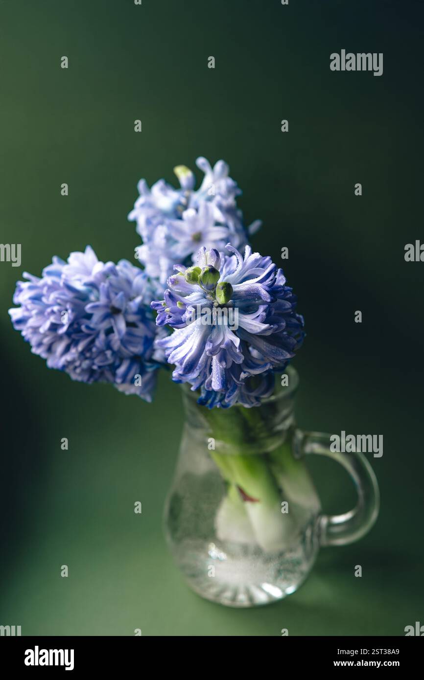 Hyacinth flowers in a vase on a green background.Spring card with place for text. Elegant petals and soft lighting create a calm. Stock Photo