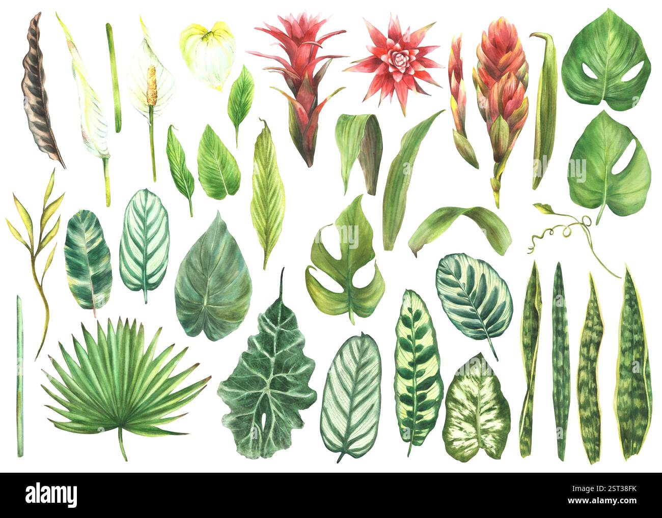 Tropical leaves plants set Exotic succulents, palm leaf, bromeliad flower, calla, creeper, snake plant. Watercolor floral clipart. Hawaiian summer Stock Photo