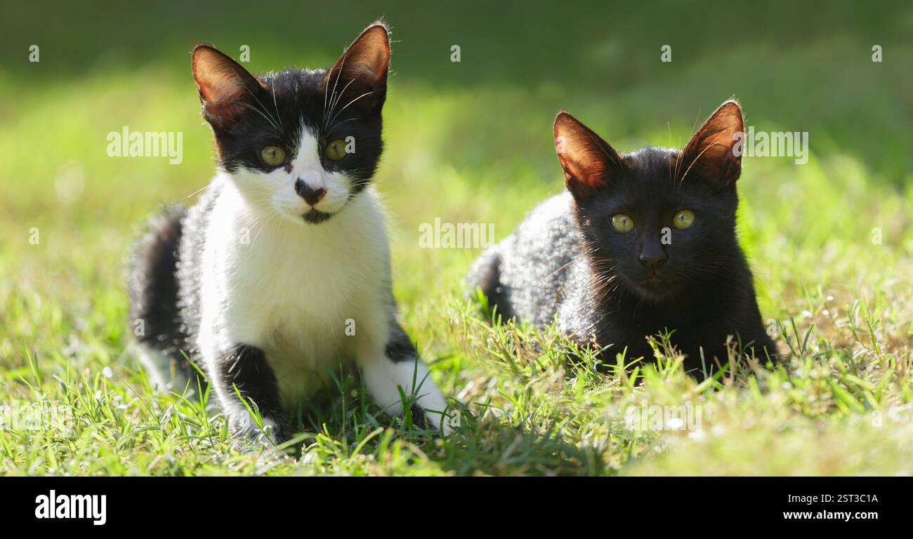 Close up of black and white kittens playing in green grass Stock Photo ...