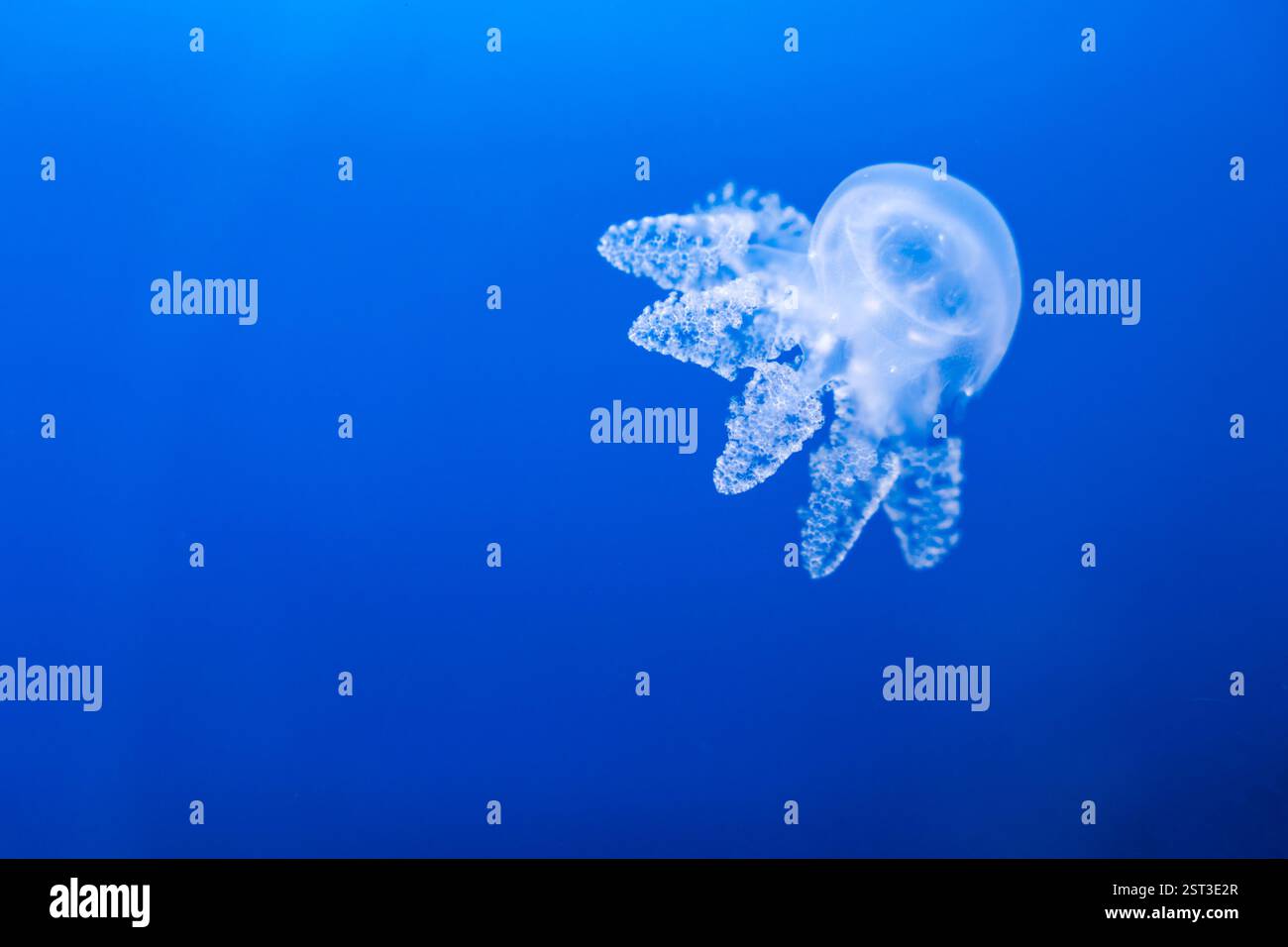 Transparent jellyfish floating in deep blue water Stock Photo - Alamy