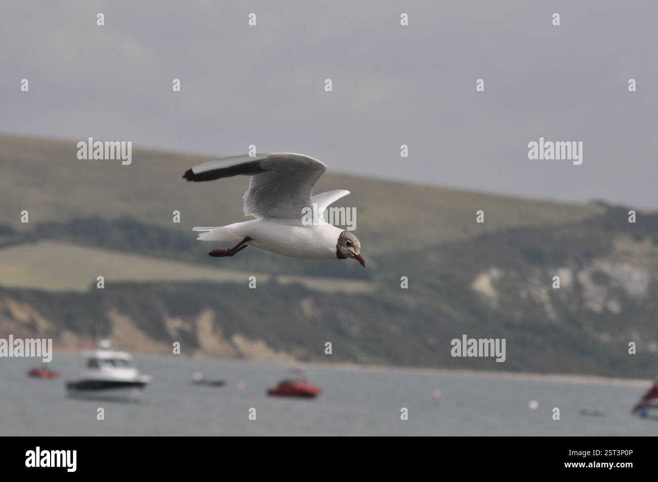 black headed gull flying, landscape Stock Photo