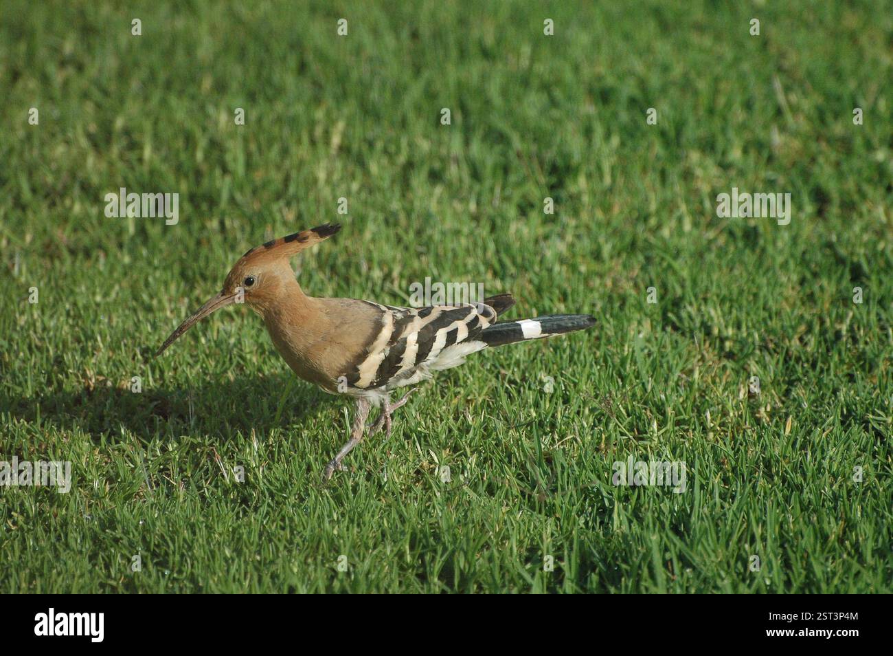 foraging hoopoe Stock Photo