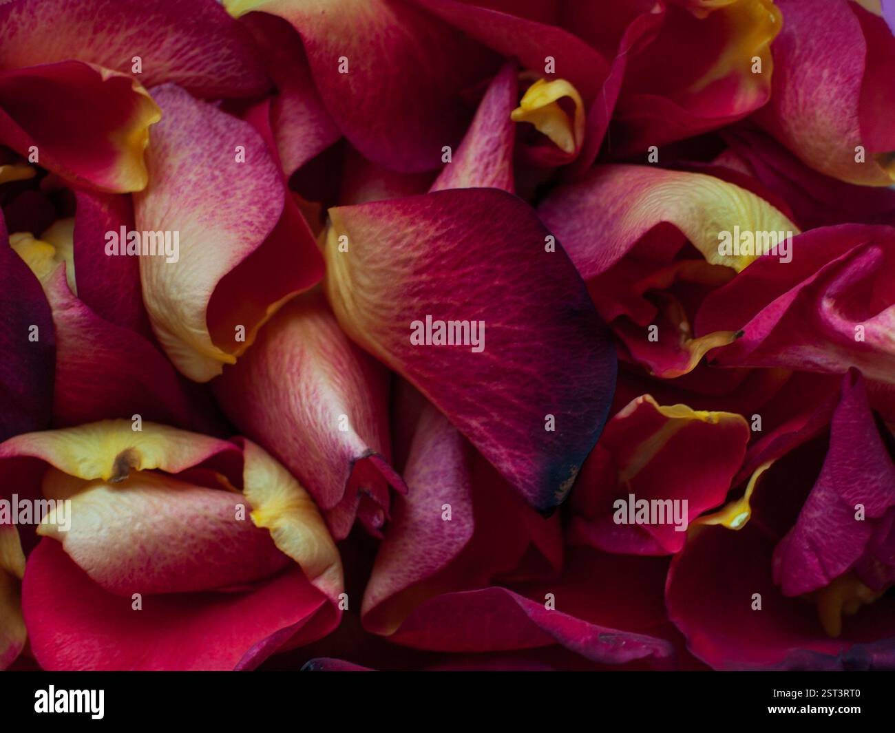 Visually Appear Visually striking pattern hi-res stock photography and images - Alamy