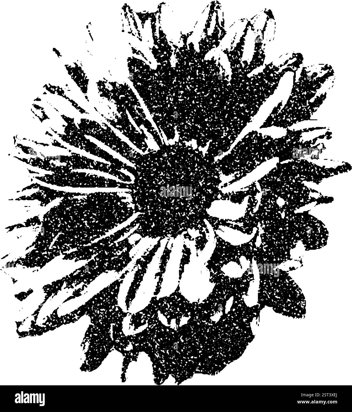 Flower collage sticker. Photocopy monochrome effect chrysanthemum. Brutal dotted retro floral. Monochrome retro botanical element. Vector stippled nat Stock Vector