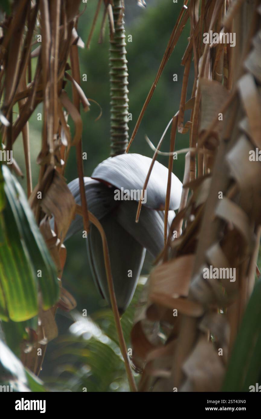 Banana flower bud. Dark bracts protect unfolding potential. Sintra, Portugal. Fertility, abundance symbols. Awaiting life's sweetness. Stock Photo
