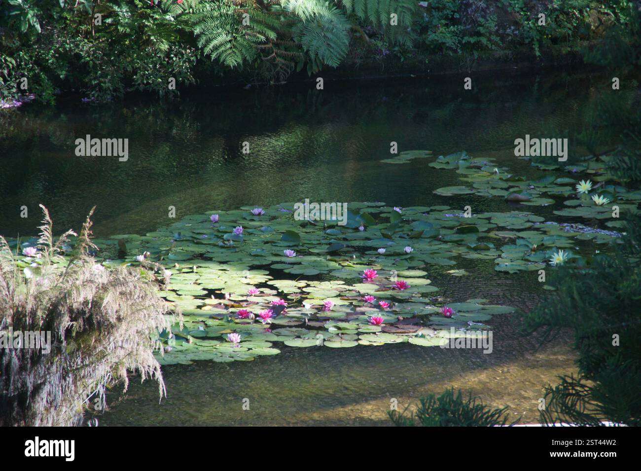 Lush greenery frames quiet hi-res stock photography and images - Alamy