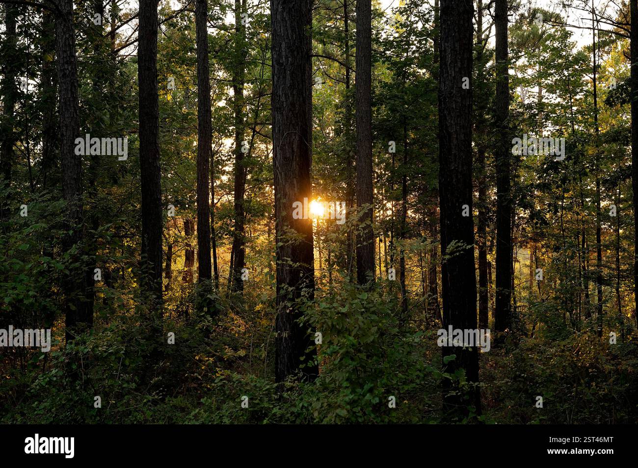 Sunlight filtering through tall trees in a peaceful forest at sunset ...