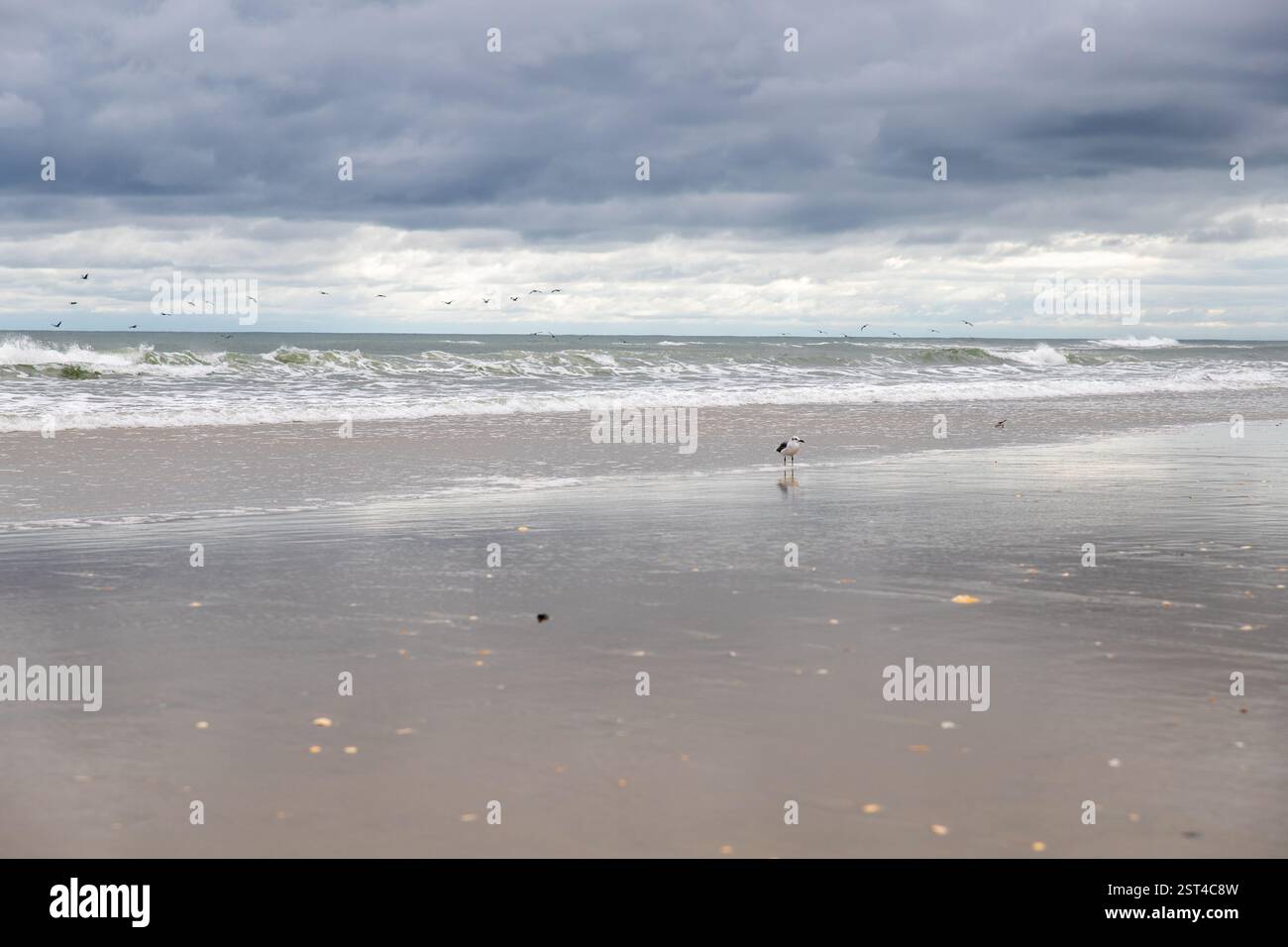 stormy grey suede ugg