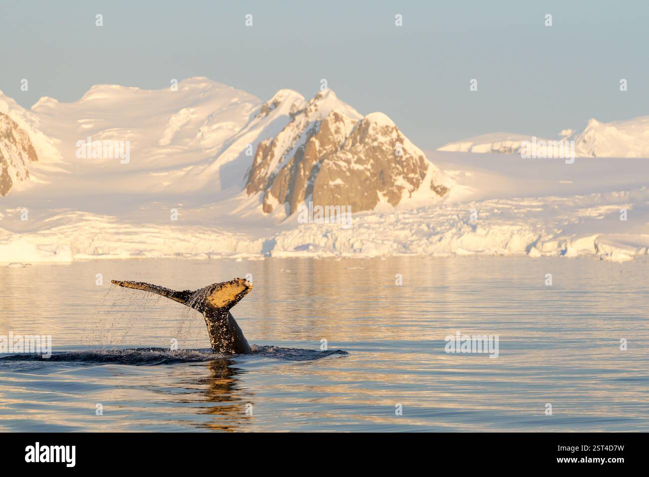 Humpback whale's tail. Whales in Antarctica Stock Photo - Alamy