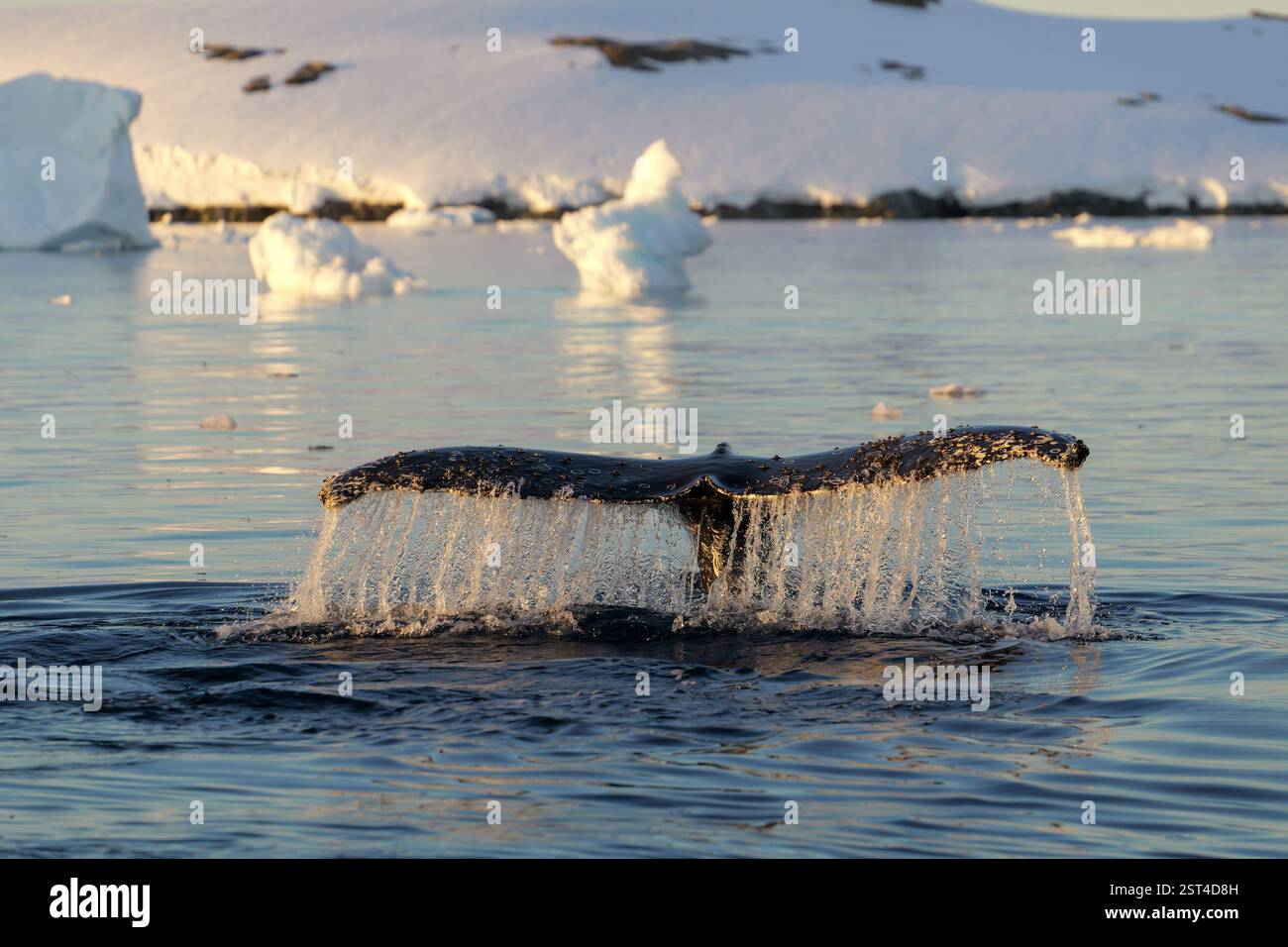 Humpback whale's tail. Whales in Antarctica Stock Photo - Alamy