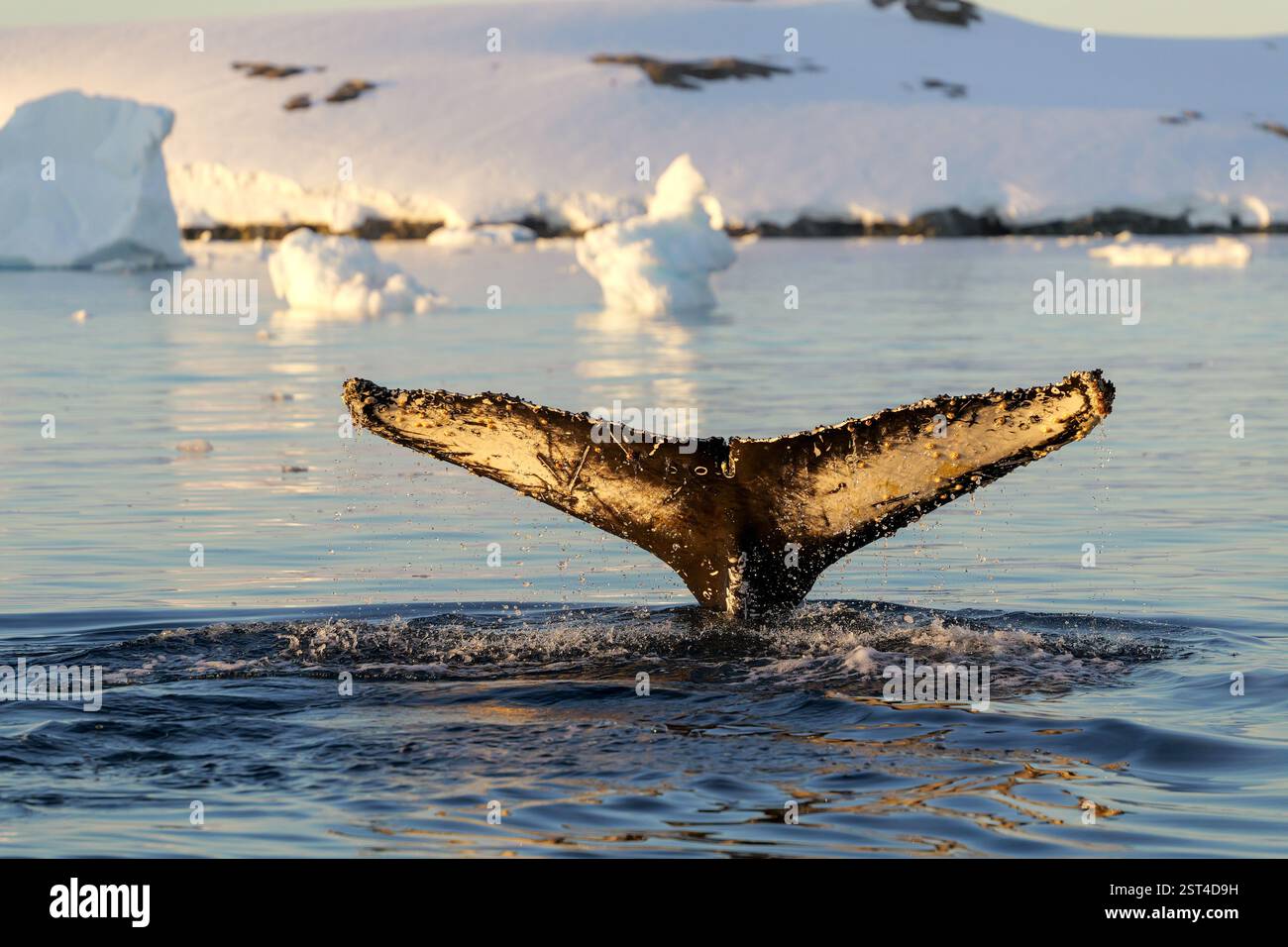 Humpback whale's tail. Whales in Antarctica Stock Photo - Alamy
