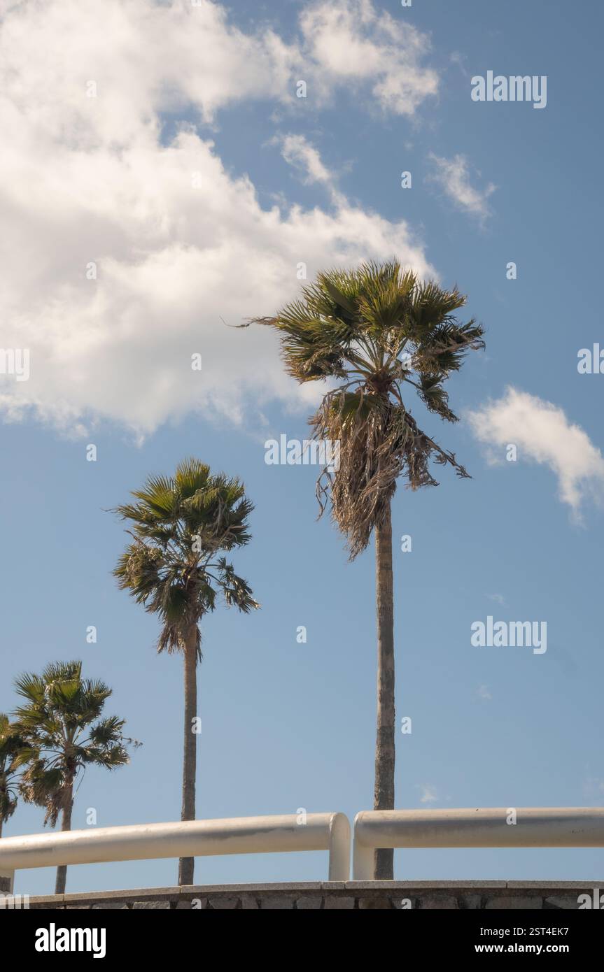 Low angle view of palm trees at daytime with blue sky and clouds Stock ...