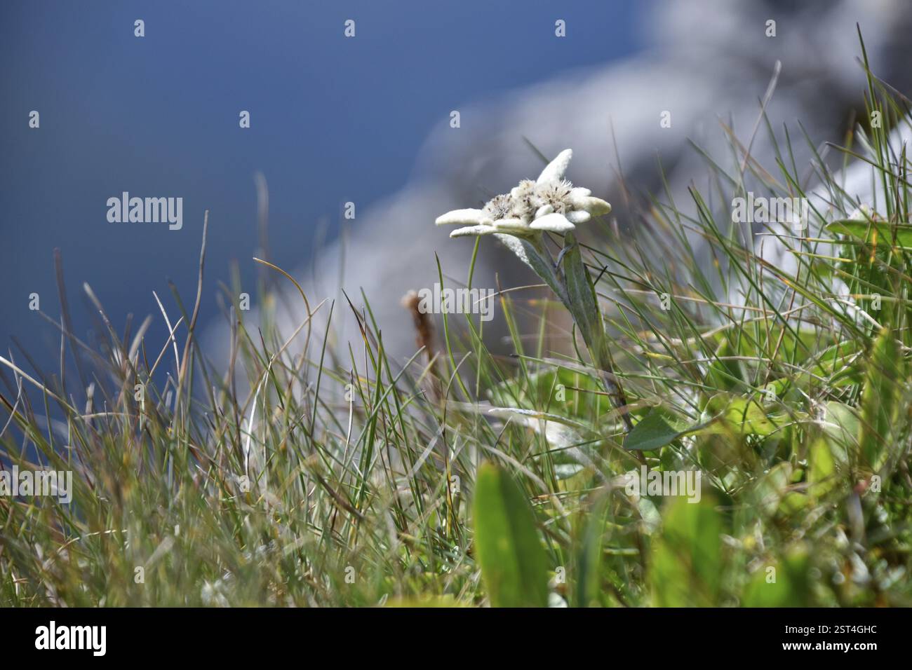 Germany bavarian alps edelweiss flower hi-res stock photography and images  - Alamy