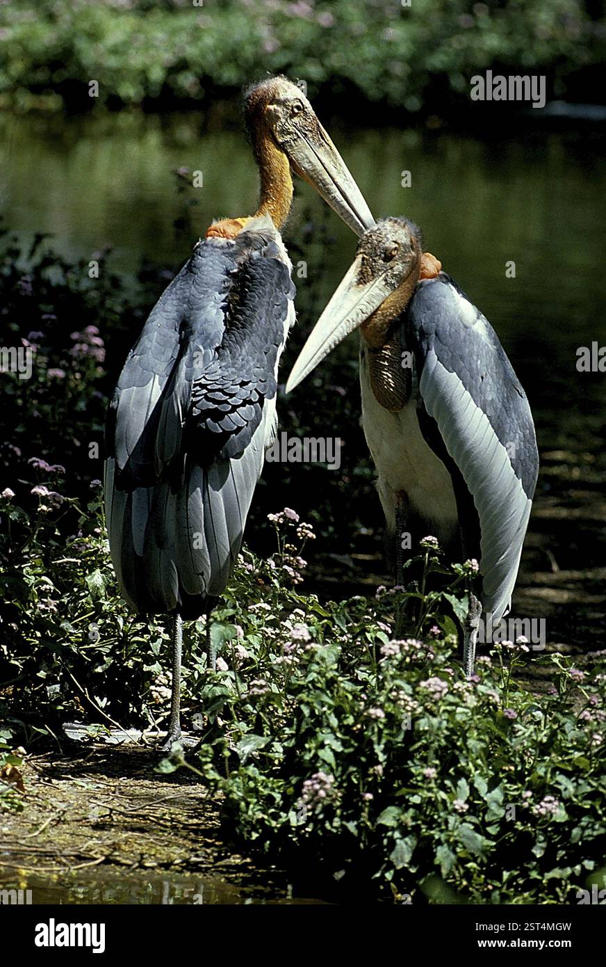 Birds, Greater Adjutant Stork (Leptoptilos dubius), Bharatpur bird ...