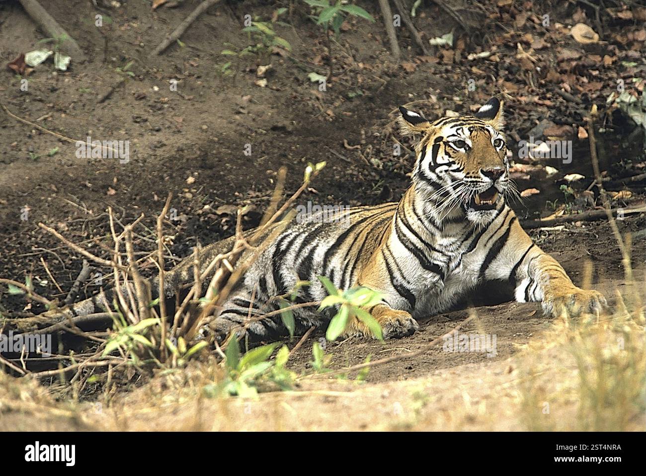 Tiger alert (Panthera tigris), Bandhavgarh National Park, Madhya ...