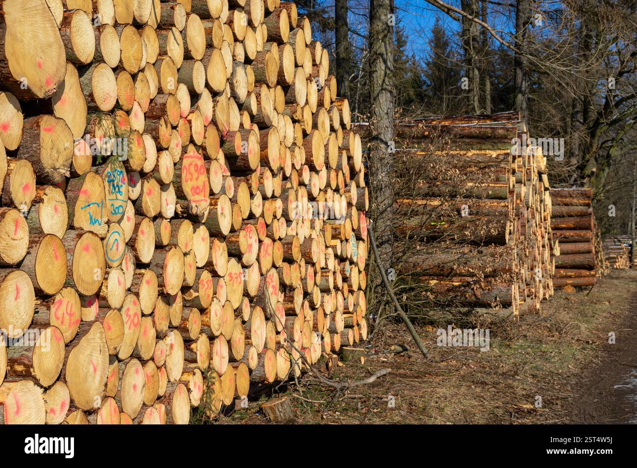 stack of logs in the wooden industry Stock Photo