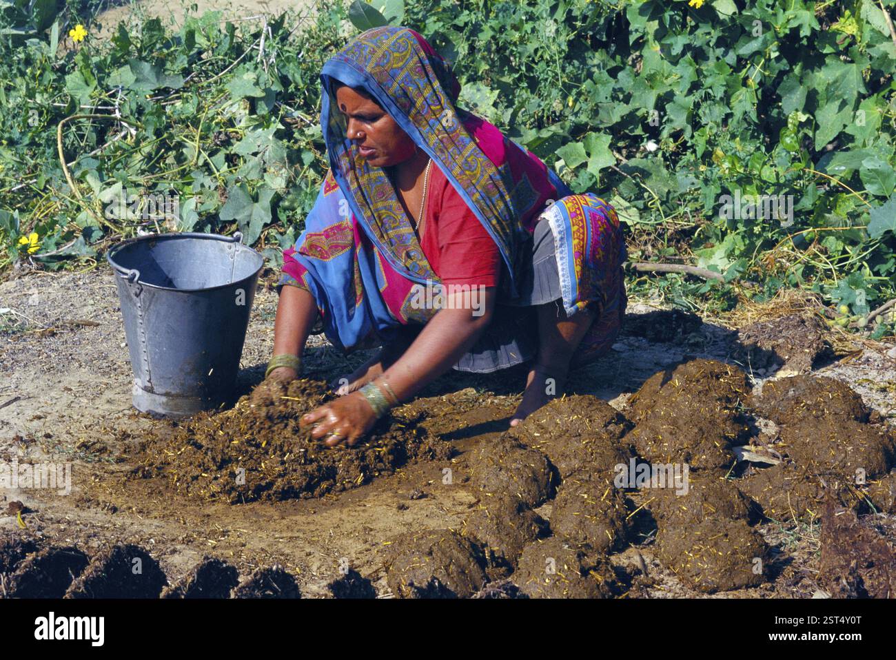 Cattle dung fuel hi-res stock photography and images - Alamy