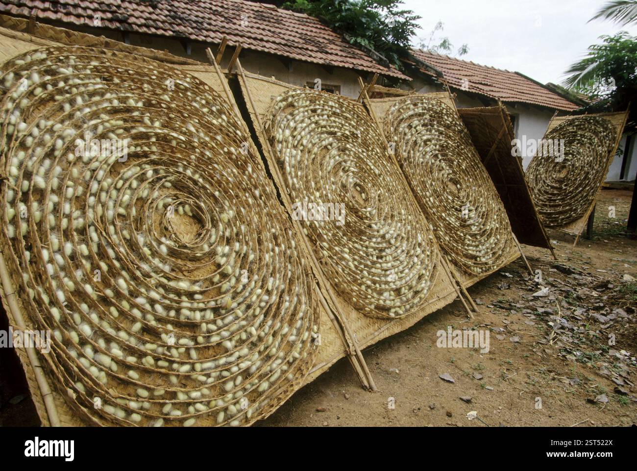 Insects, Silkworm, Wild cocoons Stock Photo