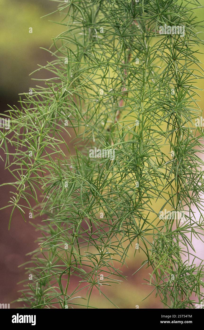 Shatavari plant hi-res stock photography and images - Alamy