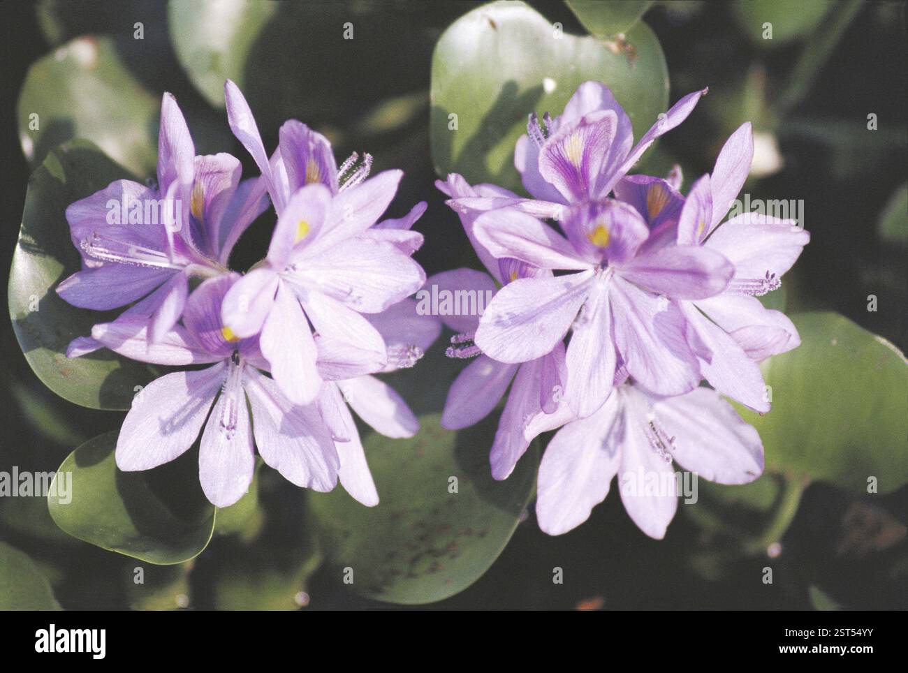 Two purple color flowers at Coconut Lagoon, Kumarakom, Kerala, India ...