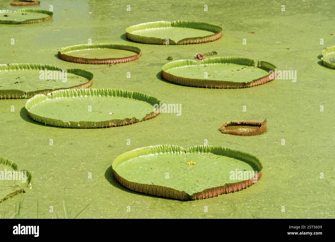 Structure of water lily leaves hi-res stock photography and images - Alamy