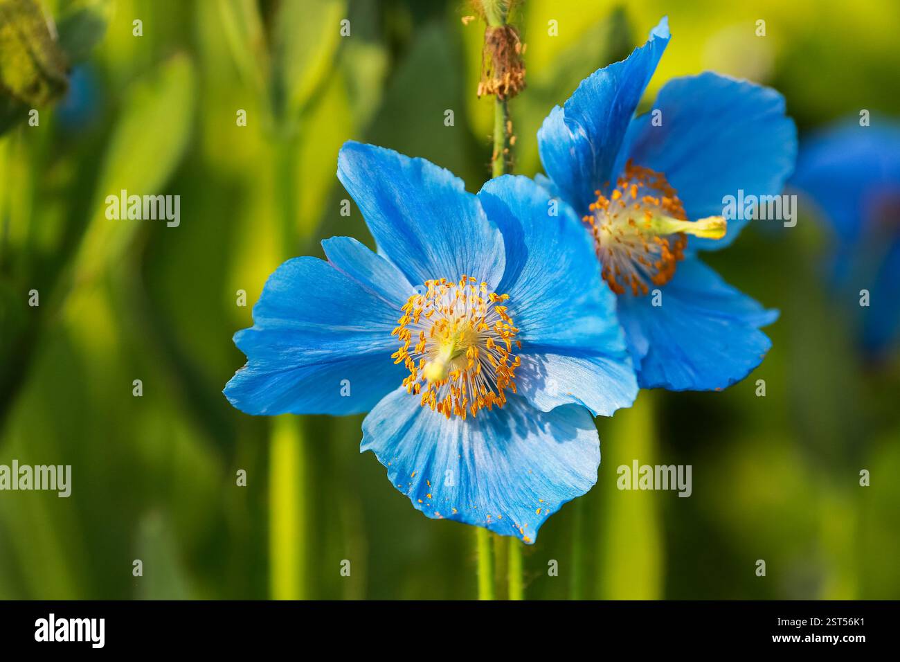 Meconopsis grandis hi-res stock photography and images - Alamy