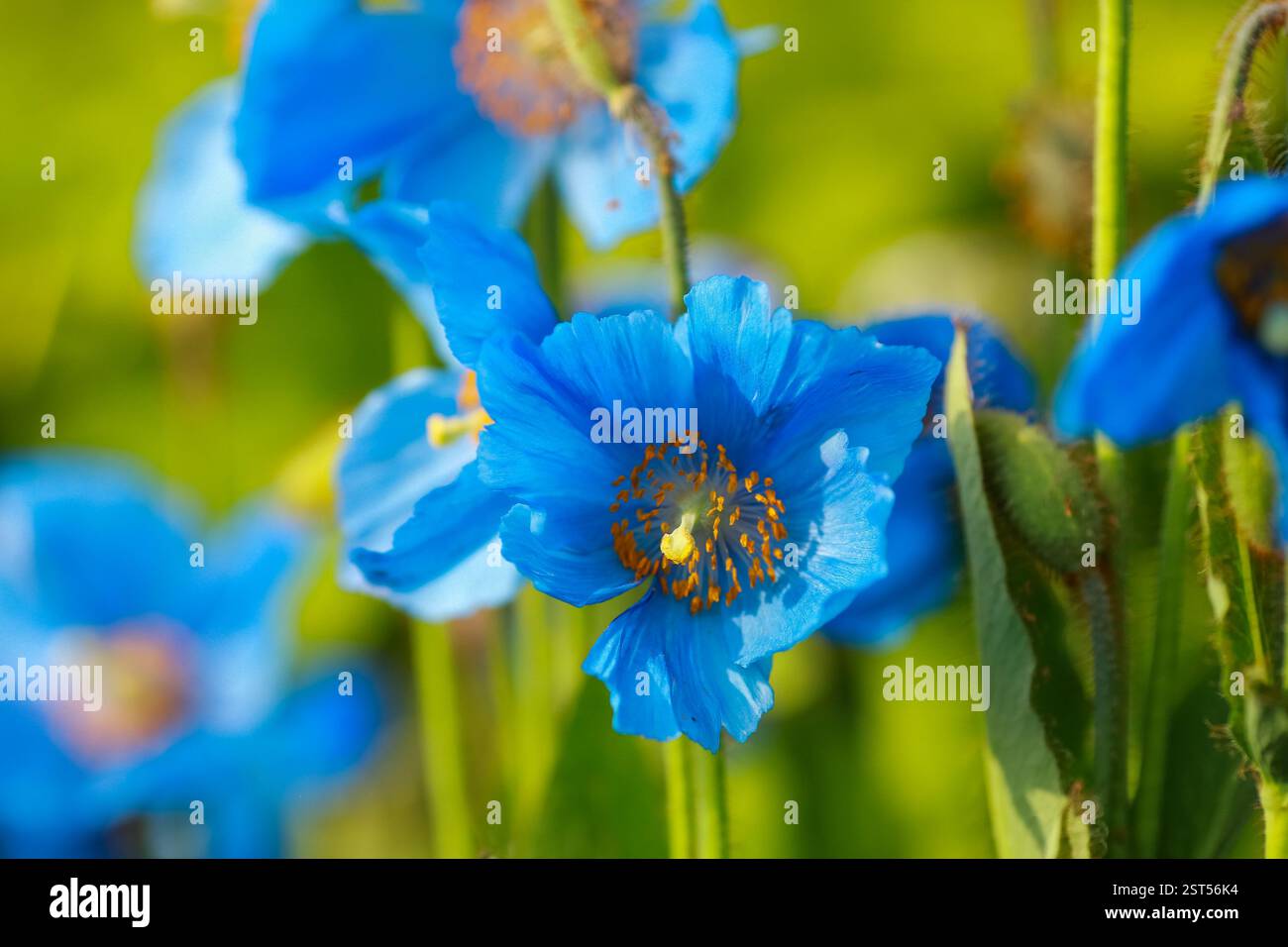 Meconopsis grandis hi-res stock photography and images - Alamy