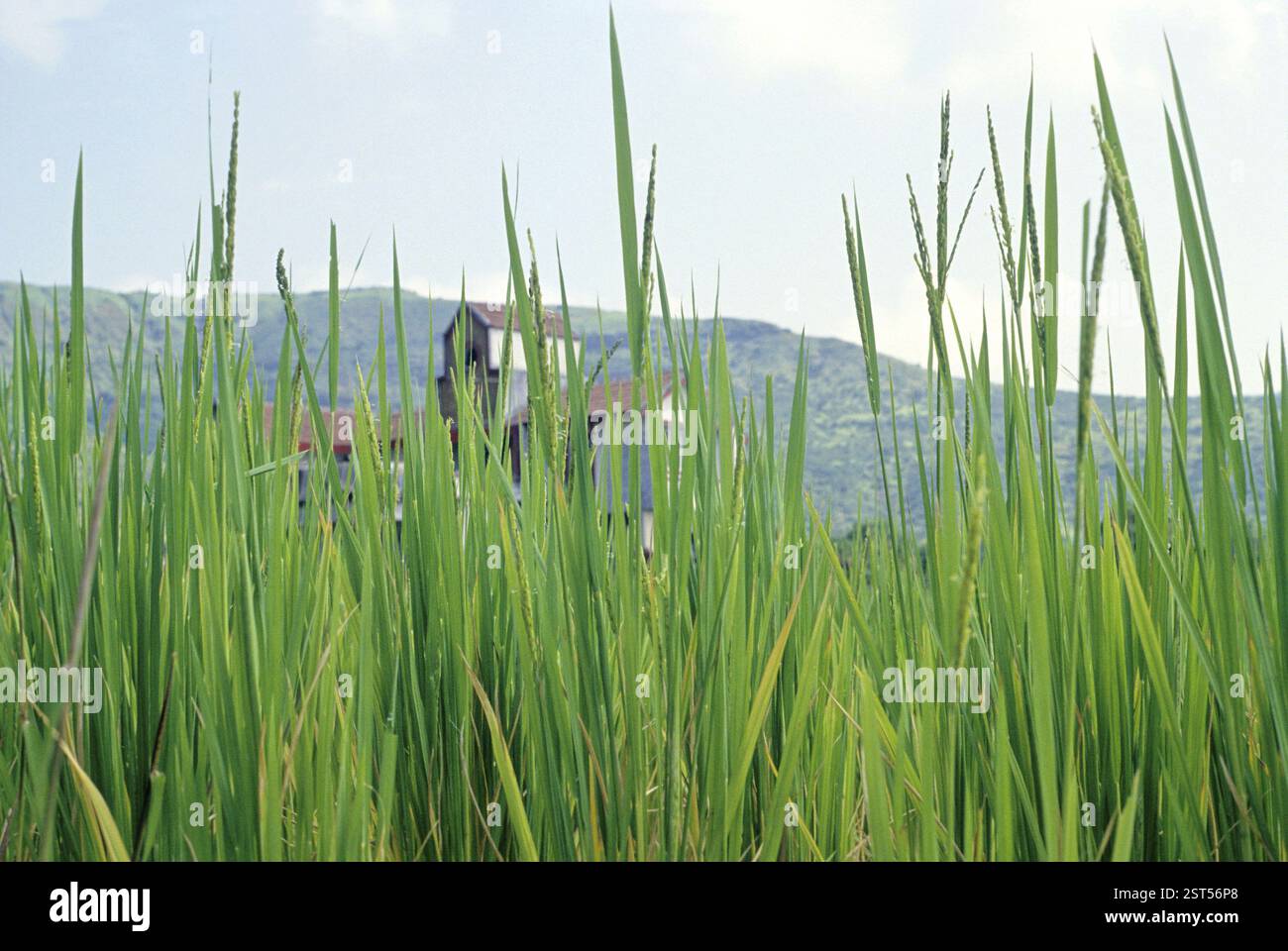 Empty rice field hi-res stock photography and images - Alamy