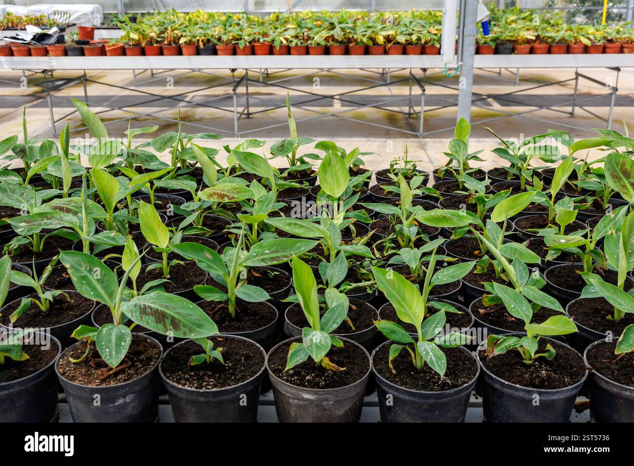 Banana seedlings in greenhouse of banana plantation on Madeira Island, Portugal Stock Photo