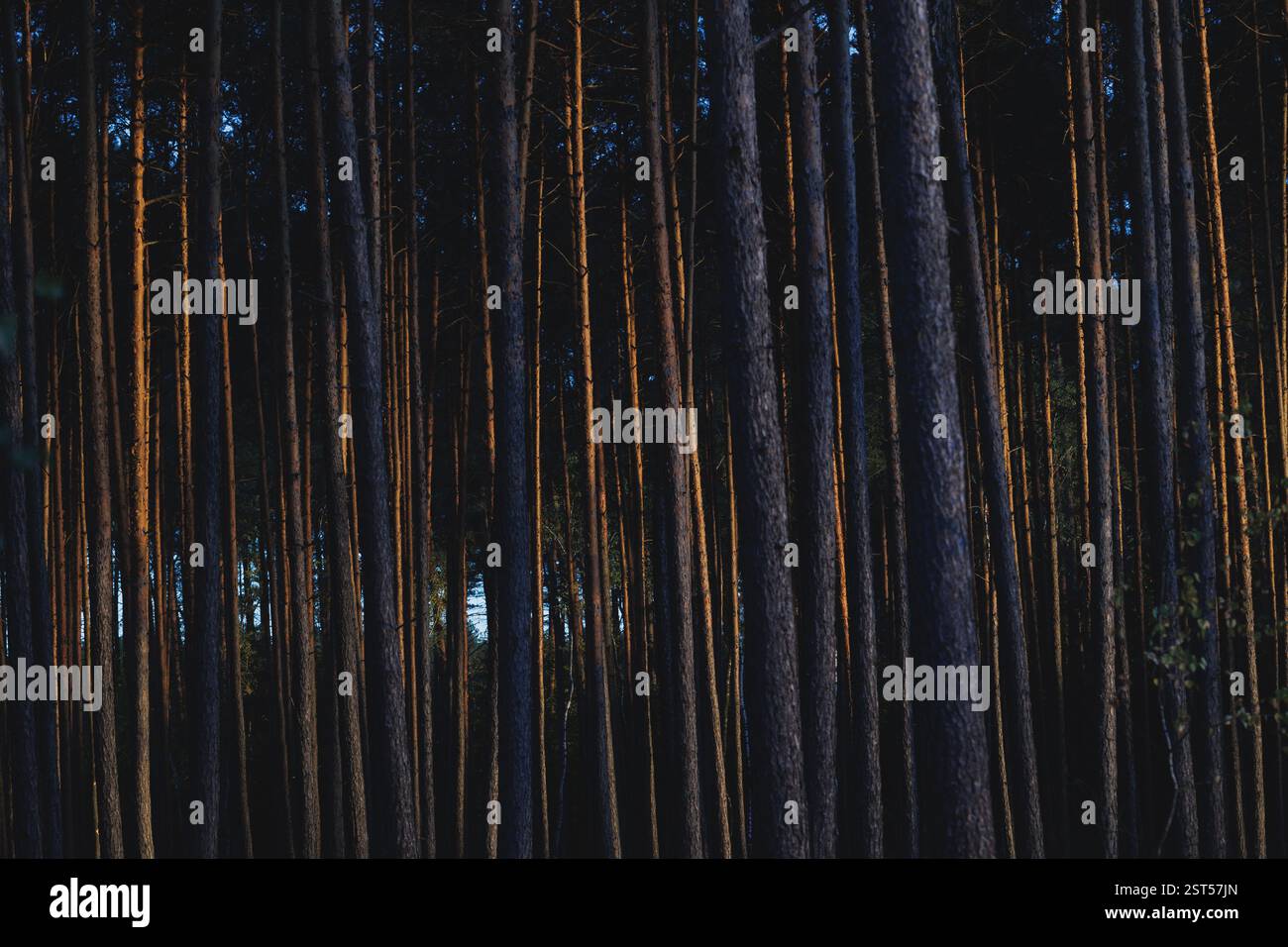 Evening in forest in area of Lochow town, Masovia region of Poland Stock Photo
