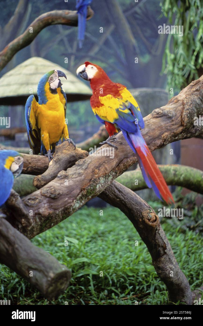 Photo inspiration: Colourfull Macaws At Jurong Bird Park Singapore Asia Stock Photo Photo Inspiration